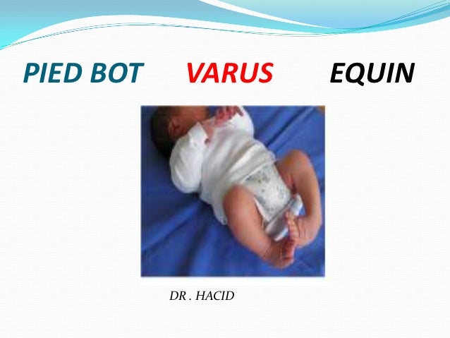 pied bot definition